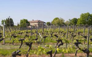 chateau-scylla-vin-vignoble-bordeaux-agathe-duchesne-blog-agatwe-paysage