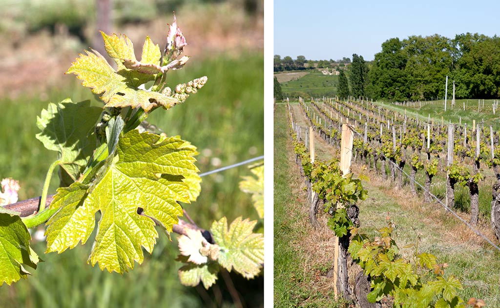 chateau-scylla-vin-vignoble-bordeaux-agathe-duchesne-blog-agatwe-vigne