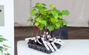 chateau-larose-trintaudon-medoc-agathe-duchesne-blog-vin-plant-vigne