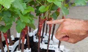 chateau-larose-trintaudon-medoc-agathe-duchesne-blog-vin-vigne-plant