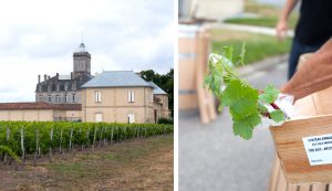 chateau-larose-trintaudon-medoc-agathe-duchesne-blog-vin-vignoble