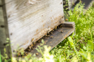 verger-de-la-blottiere-agathe-duchesne-blog-abeilles-ruches