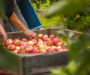 Le Verger de la Blottière, producteur écoresponsable de pommes et poires
